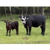 Image 3 : B & B Livestock - 550# October Delivery Steer Calves - 90 Head (Spruce View, AB)