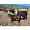Image 12 : Sugarloaf Ranch Ltd. - 650# Oct/Nov Delivery Steer Calves - 93 Head (Kamloops, BC) VBP+