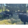Image 4 : Willow Ranch/Keith & Shelley Ogilvie - 635# October Delivery Steer Calves - 90 Head (Kamloops, BC)