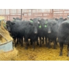 Image 2 : D6 Cattle Farm - 15 Heifers (Pen 406)