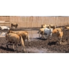 Image 7 : Cattlewood Farms Ltd. - 670# July Delivery Heifers - 87 Head (Fincastle, AB)