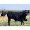 Image 3 : Lazy T Ranch - 1025# July Delivery Grass Steers - 240 Head (Indian Head, SK)