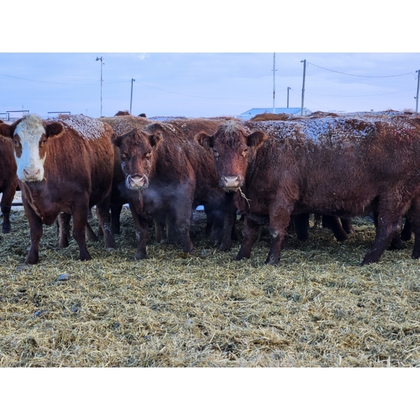 Stensrud Cattle Co. - 11 Red Cows (Pen 418)