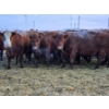 Image 1 : Stensrud Cattle Co. - 2 Red Cows (Pen 410)