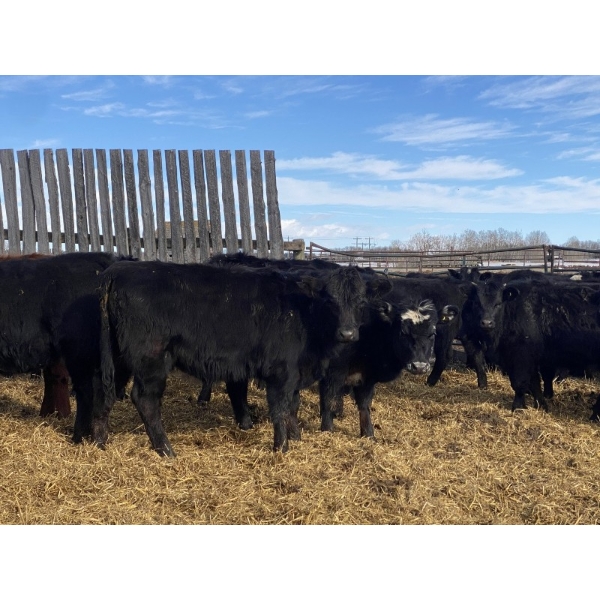 Michael Jennings - 520# March Delivery Heifers - 80 Head (Condor, AB)