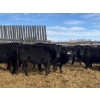 Image 1 : Michael Jennings - 520# March Delivery Heifers - 80 Head (Condor, AB)