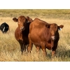 Image 2 : Riverbend Ranch - 1040# October Delivery Grass Steers - 280 Head (Scotfield, AB)