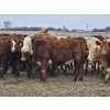 Image 13 : Osadczuk Cattle Co. - 699# March Delivery Heifers - 89 Head (Patricia, AB)