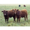 Image 4 : Jeff & Bonnie Resch - 1025# September Grass Steers - 122 Head (Coville, SK)