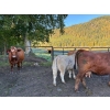 Image 18 : Squaw Valley Ranch - 750# October Delivery Steer Calves - 80 Head (Lumby, BC)