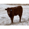Image 7 : Stockwell Cattle Ltd. - 550# December Delivery Steer Calves - 70 Head (Macrorie, SK) VBP+