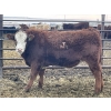 Image 5 : Justin Regehr - 860# January Delivery Steers - 40 Head (Linden, AB)