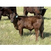 Image 8 : Douglass Bros. Ranching - 625# November Delivery Steer Calves - 100 Head (Gem, AB)