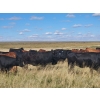 Image 8 : Spring Creek Colony - 890# September Delivery Grass Heifers - 120 Head (Central Butte, SK)