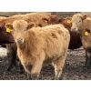 Image 5 : Doerksen Farms - 1000# August Delivery Heifers - 63 Head (Gem, AB)