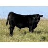 Image 4 : Bryce Medin - 760# November Delivery Steer Calves - 70 Head (Eckville, AB)