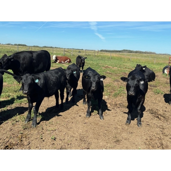 Key International - 560# October Delivery Steer Calves - 40 Head (Asquith, SK)