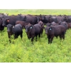 Image 2 : Spring View Ranch Ltd. - 610# November Delivery Steer Calves - 80 Head (Beaubier, SK)