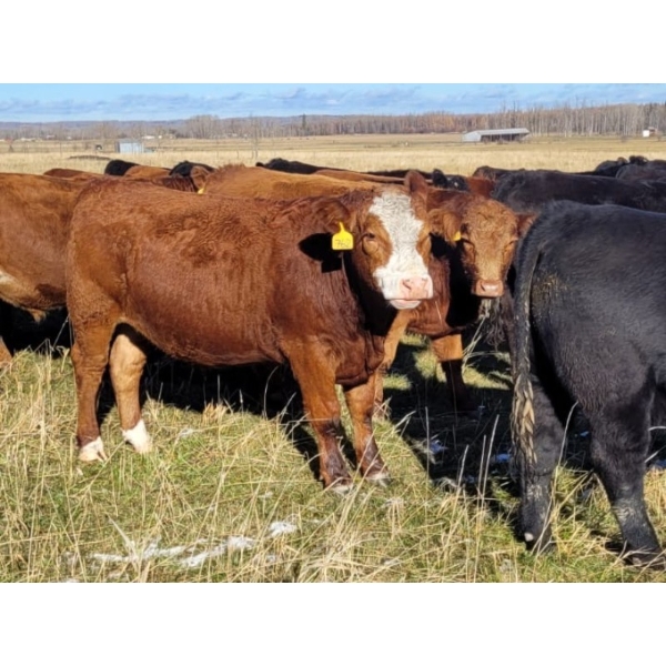 Pembina Ranching - 1040# November Grass Steers - 87 Head (Drayton Valley, AB)