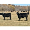 Image 2 : Baintree Angus - 625# November Delivery Steer Calves - 70 Head (Sundre, AB)