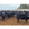 Image 3 : Terry Hines Livestock - 23 December Delivery Black Angus/Simmental X Bred Heifers (Marwayne, AB)