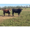Image 7 : Avos Farms - 940# October Delivery Grass Heifers - 120 Head (MacKay, AB)