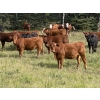 Image 1 : Anchor C Cattle Company - 900# October Grass Heifers - 68 Head (Sundre, AB)
