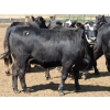 Image 3 : Poelman Farms - 890# July Delivery Heifers - 210 Head (Granum, AB)