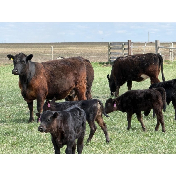 Copperfield Farming - 4 Black 1st Calf Pairs (Vauxhall, AB)