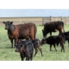 Image 1 : Copperfield Farming - 4 Black 1st Calf Pairs (Vauxhall, AB)