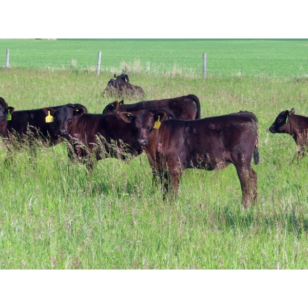 Knapp Farms - 500# November Delivery Heifer Calves - 90 Head (Southey, SK)