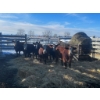 Image 2 : Crooked Creek Ranch - 6 Second Calvers (Pen 504)