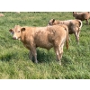 Image 11 : Wayne & Logan Lytwyn - 645# Oct/Nov Delivery Steer Calves - 190 Head (Winnipegosis, MB)