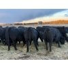 Image 6 : Delko & Sons & Lazy H Ranch - 10 Black Angus X February/March Calving Bred Heifers (Entwistle, AB)