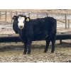 Image 3 : Darrell Goldsmith - 650# March/April Delivery Heifers - 91 Head (Hoosier, SK)