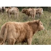 Image 7 : Lindy Greig - 535# Sept/Oct Delivery Heifer Calves - 37 Head (Nanton, AB)