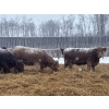 Image 3 : Zuchkan Farms Land & Livestock Ltd. - 52 Red/Tan April/May Calving Bred Heifers (Foam Lake, SK)