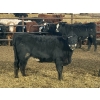 Image 6 : L&C Withage - 12 BBF Replacement Heifers (Monarch, AB)