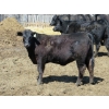 Image 6 : GDS Enterprises Ltd. - 23 Black Angus Replacement Heifers (Burstall, SK)
