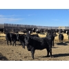 Image 17 : Downie Lake Colony - 860# March Delivery Heifers - 350 Head (Maple Creek, SK)