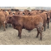 Image 6 : Lone Star Cattle Co. - 1010# May Delivery Steers - 230 Head (Strathmore, AB)