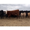 Image 2 : C & L Livestock - 18 Red 2nd & 3rd Calf 3-Way Pairs (Edam, SK) VBP+