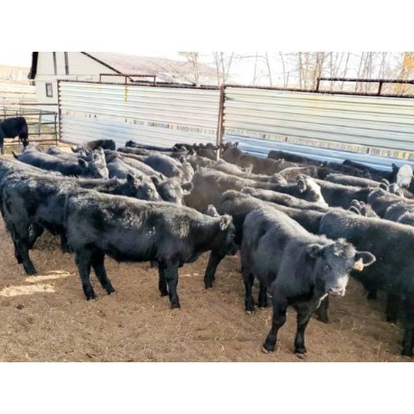 Layton Rosin Ranching - 630# October Delivery Steer Calves - 90 Head (Hanna, AB)