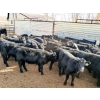 Image 2 : Layton Rosin Ranching - 550# October Delivery Steer Calves - 100 Head (Hanna, AB)