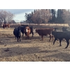 Image 5 : Midpoint Farms - 1000# November Delivery Open Heifers - 58 Head (Drayton Valley, AB)