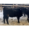 Image 7 : Eric Tarrant - 740# February Delivery Heifers - 70 Head (High River, AB)