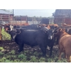 Image 5 : Regehr Land & Cattle - 1050# September Delivery Grass Steers - 59 Head (Winfield, AB)