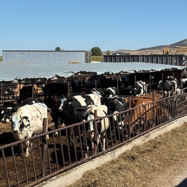 Idaho Dairies/Ranches - 82 Cows & 1 Bull (Burley, ID)