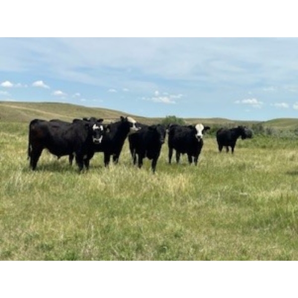 Jamie McMillan - 990# August Delivery Grass Steers - 75 Head (Elkwater, AB)