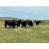 Jamie McMillan - 990# August Delivery Grass Steers - 75 Head (Elkwater, AB)